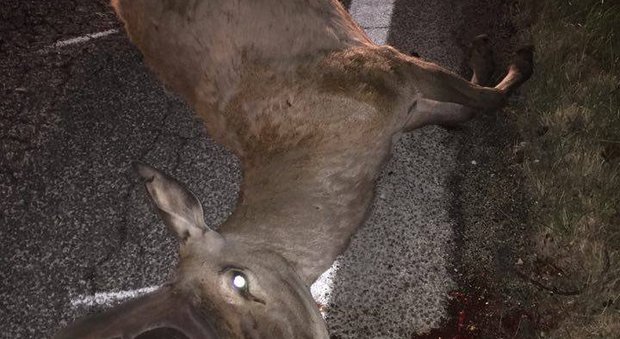 Coppia investe e uccide un cervo: finiti all'ospedale