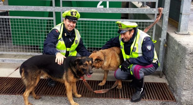 Genova, due cani scappano spaventati dagli spari dei cacciatori: salvati dalla polizia in autostrada