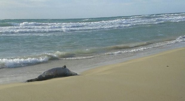 Salento, delfino trovato morto sulla spiaggia