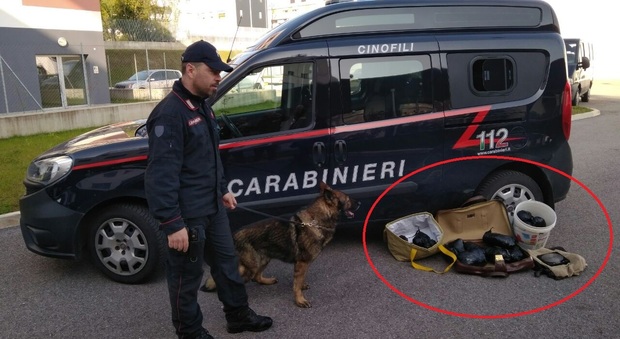 Il cane Cir fiuta 6 kg di droga nella valigia e fa arrestare lo spacciatore