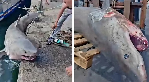 Lo squalo bianco di tre metri ucciso dai pescherecci in Tunisia. (Immag diffuse sui social dall'associazione Houtiyat)
