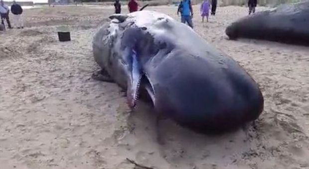 Capodogli spiaggiati a Vasto, inchiesta sulla morte dei 7 cetacei