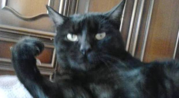 Boom di gatti neri abbandonati: ​"Non vengono bene nelle foto"