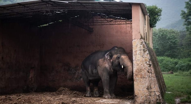 Kavaan, l'elefante più solo del mondo, sarà finalmente trasferito in un santuario dove avrà compagnia (immagini da Four Paws Int su Fb)