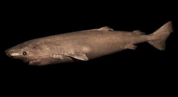 Una femmina di squalo della Groenlandia