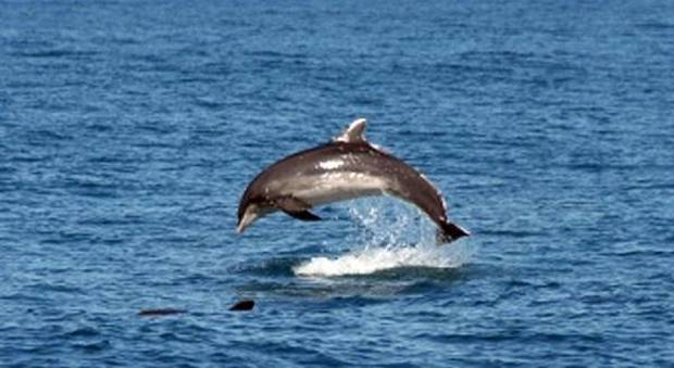 Delfino in calore molesta i bagnanti strusciandosi contro di loro, il sindaco vieta la balneazione