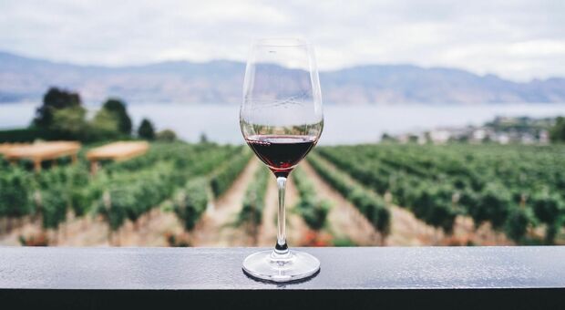 Etichette anti-cancro sulle bottiglie di vino, i produttori friulani temono calo delle esportazioni