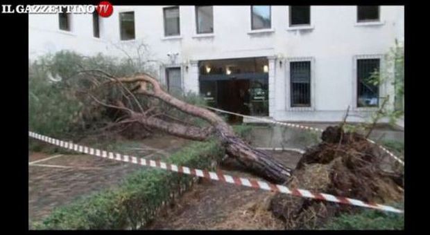 Gigantesco pino marittimo cade sulla sede della Regione Veneto