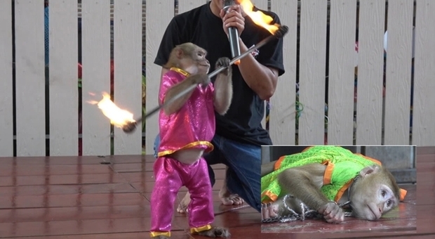 Scimmie incatenate e costrette a dare spettacolo con il fuoco per i turisti (immagini pubblicate da Viral Press su youtube)