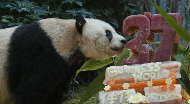 Jia Jia compie 37 anni e festeggia con una torta di frutta: è il panda più vecchio al mondo