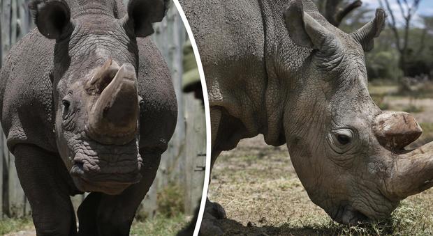 Kenya, morto l'ultimo esemplare maschio di rinoceronte bianco: la specie ora rischia l'estinzione (WildAid)