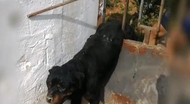 Ciclisti salvano il rottweiler incastrato nelle sbarre del cancello: lui ringrazia rotolandosi