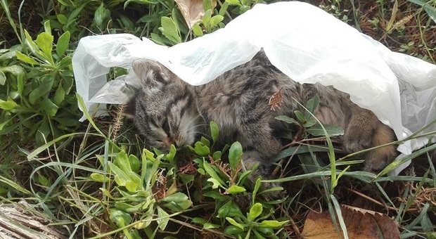 Mondolfo, tre cuccioli di gatto trovati morti: c'è l'ombra dell'avvelenamento