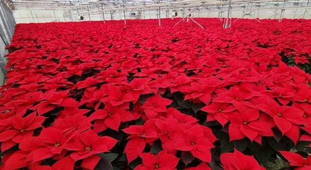 Stella di Natale, nei vivai marchigiani 300mila piante: è la più venduta nelle Marche per le festività. Ecco quanto costa