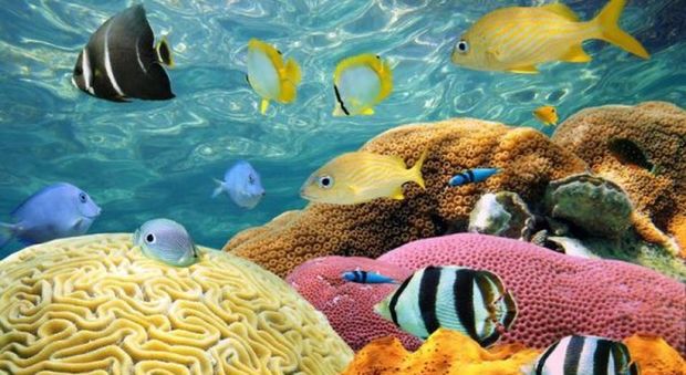 Le sette barriere coralline più belle del mondo