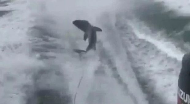 Pescatori torturano uno squalo a morte, le immagini choc pubblicate in rete