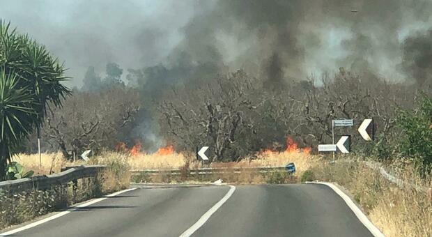 Incendio di ulivi a Casarano