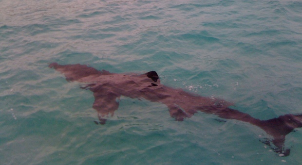 Attaccati sul kayak da uno squalo toro al largo delle coste pugliesi: vivi per miracolo. Il racconto choc