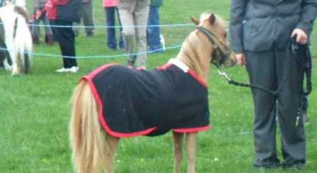 Al parco Querini è stato bloccato lo show con i pony programmato nei weekend estivi