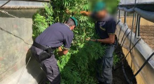 Sequestrata maxi piantagione di marijuana sull'isola di Ischia