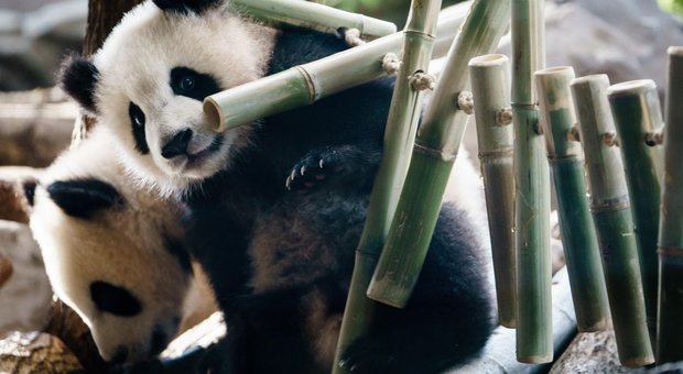 Coronavirus, Hong Kong: finalmente è amore tra i Panda nello zoo senza turisti