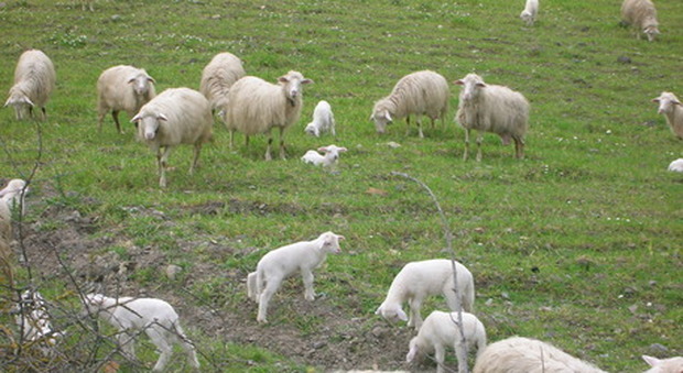 «Non ho mai visto nulla di simile»: allarme caldo dopo la morte di 180 pecore