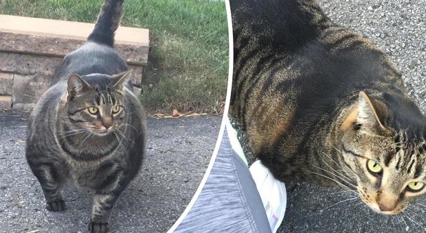 Il gatto muscoloso diventato una star del web: migliaia di account e meme dedicati