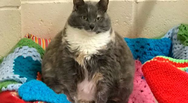 La storia di Mitzi, la gatta più grassa del Regno Unito