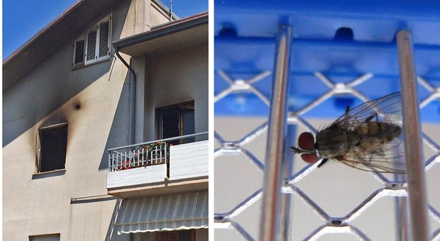Francia, cerca di ammazzare una mosca con la racchetta elettrica ma fa esplodere la casa: ferito
