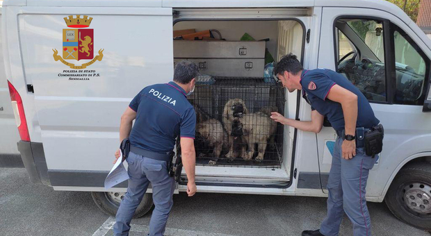 I cani stipati in un furgone e ammassati in piccole gabbie affidati ai loro acquirenti