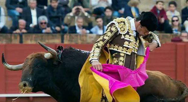 Siviglia, matador torna nell'arena dopo grave incidente: il toro lo ferisce alla gamba