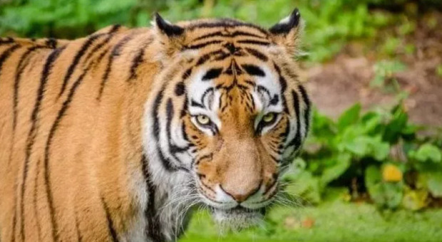 Dopo 20 anni di ricerche, arrestato in Bangladesh un uomo sospettato di aver ucciso 70 tigri del Bengala