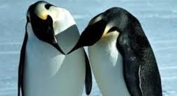Pinguini infedeli: dal test di paternità all'acquario dello Utah la prova dei tradimenti fra vicini di nido