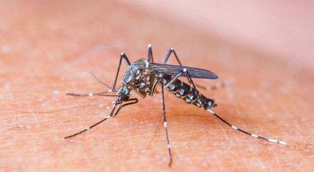 Zika arriva in Usa e spaventa il mondo Nature: "Gli scienziati sottovalutano il virus"
