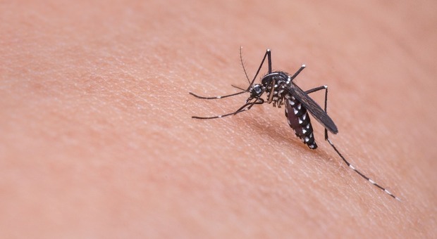 Keystone, un nuovo virus spaventa l'uomo: «Trasmesso dalle zanzare». Ecco di cosa si tratta