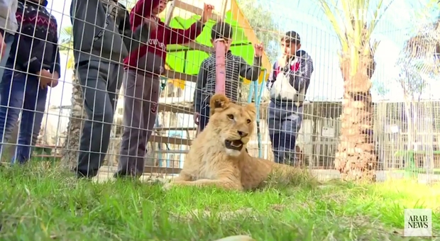 La leonessa, ormai privata degli artigli, finalmente può stare a contatto con i bambini. (immagine di Arab News) video https//youtu.be/8e6B4IEM5FA