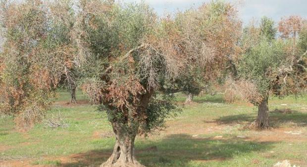 Lo studio dell'Efsa: «La xylella è la causa primaria del disseccamento degli ulivi nel Salento»