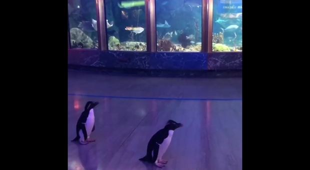 I pinguini a spasso (immagini pubblicate da Shedd Aquarium su Fb)