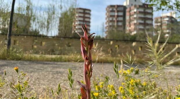 Lecce, la primavera segreta delle orchidee: la sorpresa nel parco di periferia