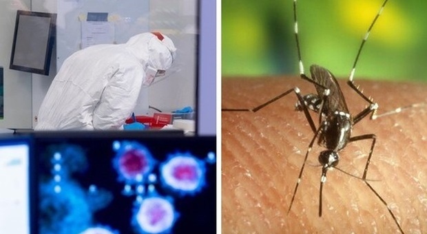 Dengue, boom di morti in Sudamerica: allarme anche in Europa