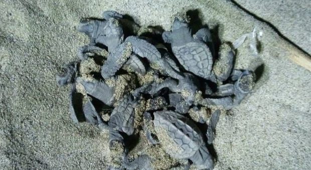 Ascea: nate 84 tartarughe caretta caretta, la schiusa nella notte