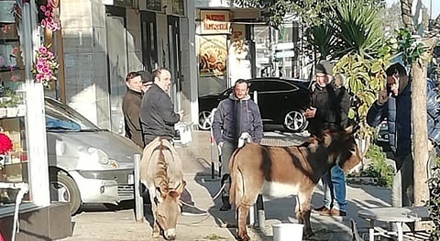Cuccioli di asino ritrovati in una strada del Napoletano tra una folla di curiosi