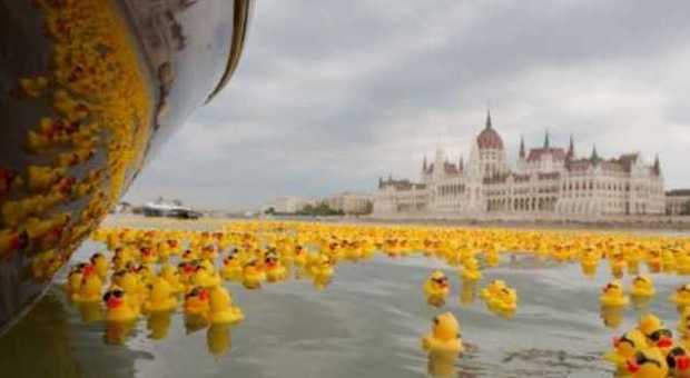 Migliaia di papere di gomma sul Danubio: la marea gialla a scopo benefico
