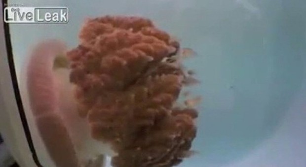 La medusa mostro