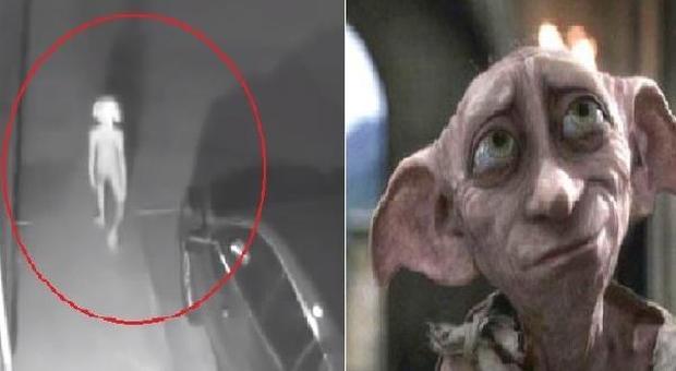 È Dobby di Harry Potter? La strana figura appare nel filmato di sorveglianza: il video sul web