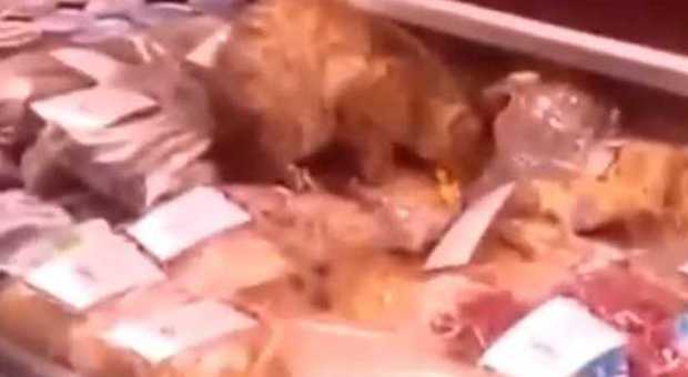 Il gatto buongustaio: si intrufola in aeroporto e mangia caviale per mille euro - guarda