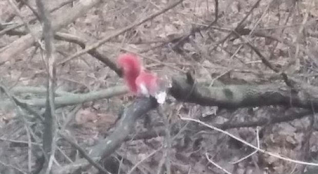 Scoiattoli rossi nel parco, svelato il mistero dei piccoli roditori con il manto colorato: «Non appartengono a una nuova specie»