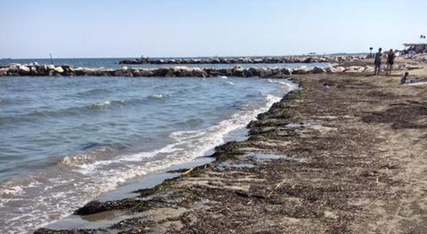Le alghe invadono l'area dei Murazzi: l'allarme di operatori e residenti