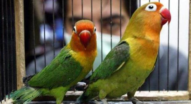 Maltrattamento Taglia le ali ai pappagalli e li usa per mendicare ma qualcuno...