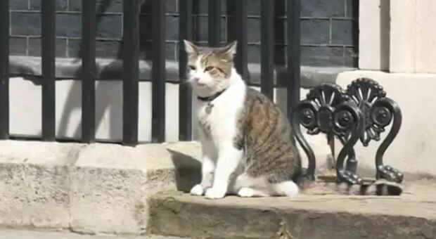Gran Bretagna, il gatto Larry compie 10 anni a Downing Street: è l'inquilino più longevo